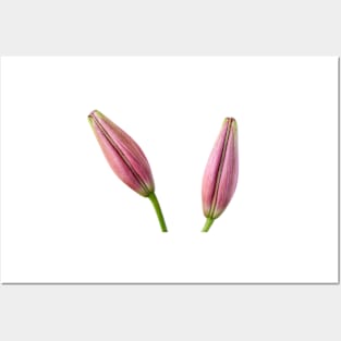 Lilium  &#39;Rosella&#39;s Dream&#39;  Asiatic lily  Flower bud Posters and Art